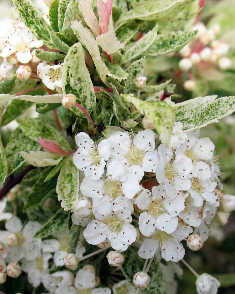 Спирея Вангутта, Spiraea vanhouttei